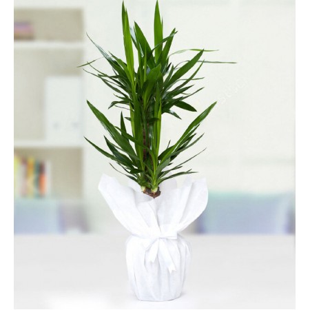 Yucca Drasena 2Li 